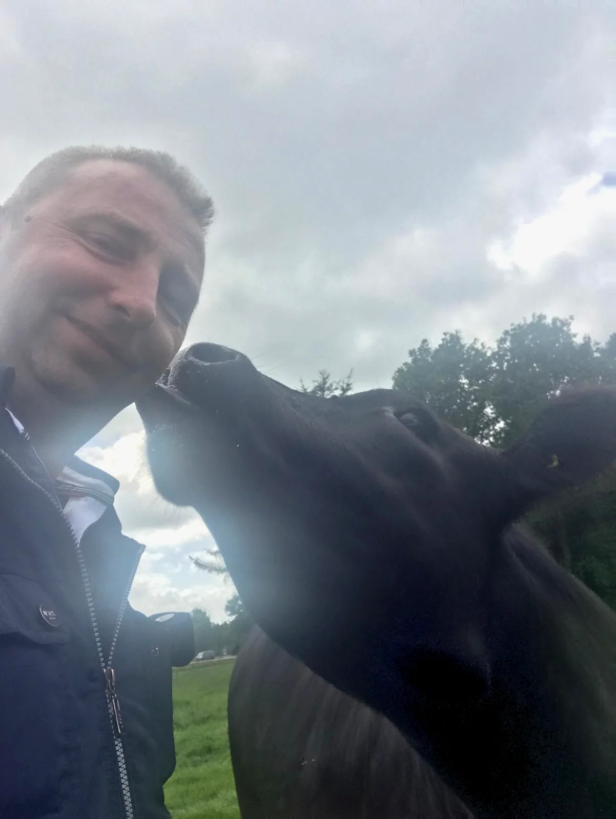 Paul Cristescu pe pășune, cu o vacă Black Angus care îl pupă pe obraz