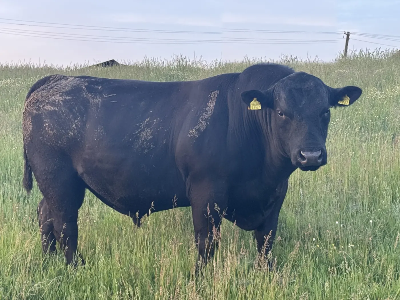 Taur Black Angus din ferma Cristescu, pe pășune